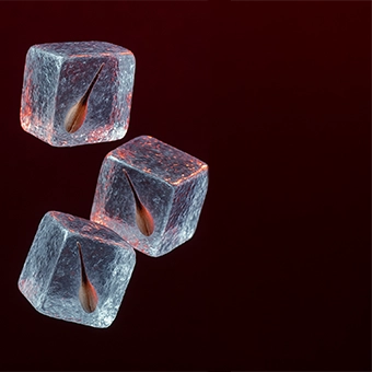 Ice Greft Yöntemi